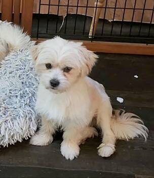 Cashmere -  Shih Tzu and Japanese Chin Dog for Adoption in Huntingtown, Maryland - Cashmere | PetCurious