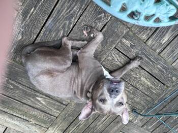 Kaplan -  American Staffordshire Terrier and French Bulldog Dog for Adoption in Rochester, New York - Kaplan | PetCurious