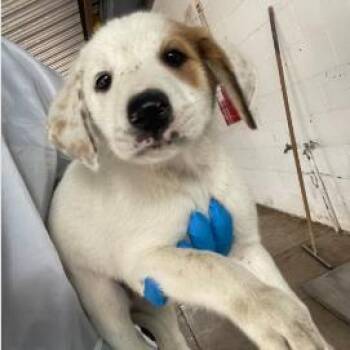 Mixed Breed Dogs Available for Adoption in West Chester, Pennsylvania - Gordita | PetCurious