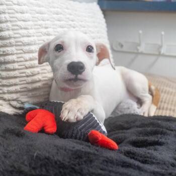 Lennox -  Catahoula Leopard Dog and Mixed Breed Dog for Adoption in Pawling, New York - Lennox | PetCurious
