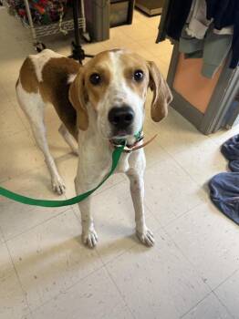 Tucker -  Coonhound Dog for Adoption in Morgantown, Kentucky - Tucker | PetCurious