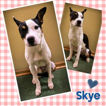 Rescue Terrier Dogs for Adoption in Mokena, Illinois - Skye | PetCurious