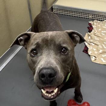 Brother(BAS) -  Pit Bull Terrier Dog for Adoption in Lenoir, North Carolina - Brother(BAS) | PetCurious