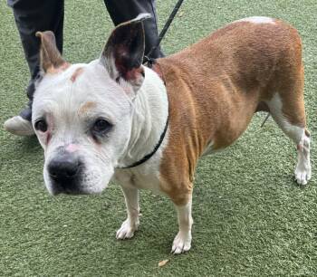 Grammy -  Pit Bull Terrier Dog for Adoption in Independence, Missouri - Grammy | PetCurious