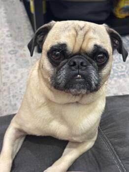 Pug Dogs Available for Adoption in Gardena, California - Wezley | PetCurious