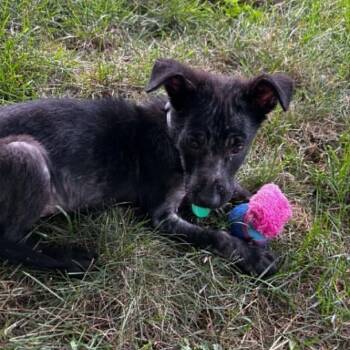 Hopscotch -  Mixed Breed Dog for Adoption in Buffalo, Minnesota - Hopscotch | PetCurious