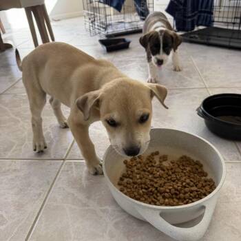 Goldie -  Yellow Labrador Retriever and Cattle Dog Dog for Adoption in Phoenix, Arizona - Goldie | PetCurious