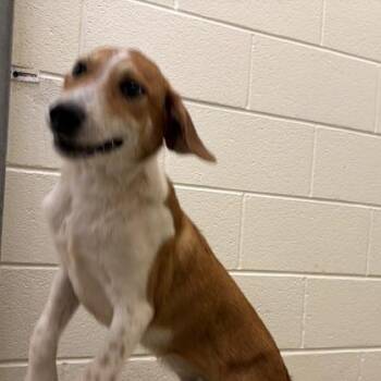 BTS -  Mixed Breed Dog for Adoption in Asheville, North Carolina - BTS | PetCurious