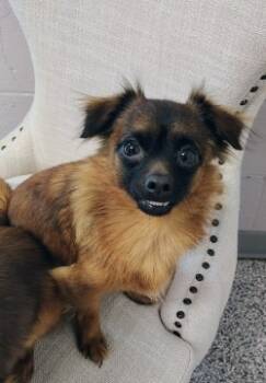 Rescue Terrier Dogs for Adoption in Athens, Tennessee - Marg | PetCurious