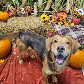 Rescue Hound Dogs for Adoption in Chatham, Virginia - Chestnut | PetCurious