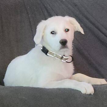 Great Pyrenees and Mixed Breed Dogs Available for Adoption in Fredericksburg, Virginia - Kaelis | PetCurious