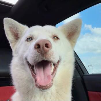 Siberian Husky Dogs Available for Adoption in Houston, Texas - Fergie | PetCurious