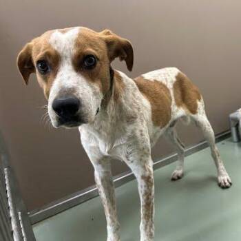 SVAS-Stray-39649 -  English Coonhound Dog for Adoption in Lyndhurst, Virginia - SVAS-Stray-39649 | PetCurious