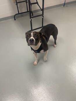 Rescue Mixed Breed Dogs for Adoption in St. Cloud, Florida - CANDY | PetCurious