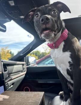 Rescue Pit Bull Terrier and Mixed Breed Dogs for Adoption in Kalamazoo, Michigan - Jetty - In Foster | PetCurious