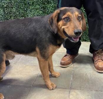 Mixed Breed Dogs Available for Adoption in El Paso, Texas - 60963428 | PetCurious
