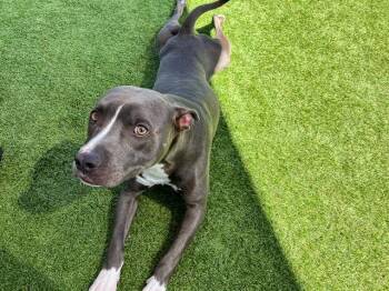 Pit Bull Terrier Dogs Available for Adoption in Tustin, California - HERCULES | PetCurious