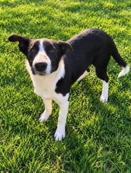 Socks -  Border Collie Dog for Adoption in Lagrange, Indiana - Socks | PetCurious