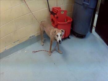 HELI -  Pit Bull Terrier and Mixed Breed Dog for Adoption in Tulsa, Oklahoma - HELI | PetCurious