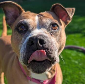 Pit Bull Terrier and Boxer Dogs Available for Adoption - Juliet | PetCurious