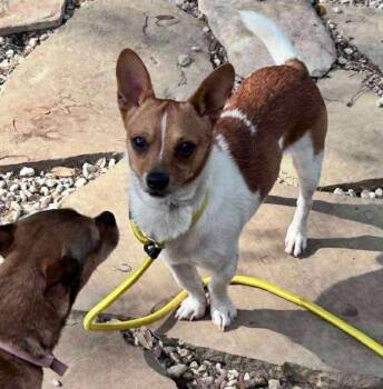 Rescue Dachshund and Chihuahua Dogs for Adoption in Saugus, Massachusetts - Chayin | PetCurious