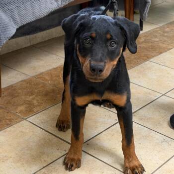 Diesel -  Rottweiler Dog for Adoption in Columbus, Georgia - Diesel | PetCurious