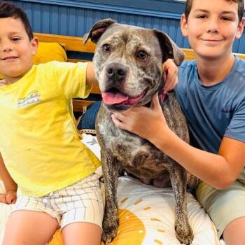 Clover Good Luck Girl -  Boxer and Pit Bull Terrier Dog for Adoption in Friendswood, Texas - Clover Good Luck Girl | PetCurious