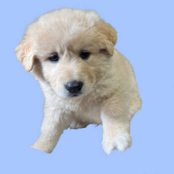 Rescue Golden Retriever and Chow Chow Dogs for Adoption in Tuscaloosa, Alabama - Apollo | PetCurious