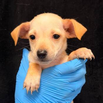 Pina Colada -  Chihuahua Dog for Adoption in San Antonio, Texas - Pina Colada | PetCurious