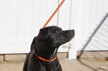 Rescue Black Labrador Retriever Dogs for Adoption in Yucca Valley, California - Hawk | PetCurious