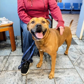 Rescue American Staffordshire Terrier and American Bulldog Dogs for Adoption in Phoenix, Arizona - Champ | PetCurious