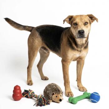 Fido -  American Staffordshire Terrier and Cattle Dog Dog for Adoption in Seguin, Texas - Fido | PetCurious