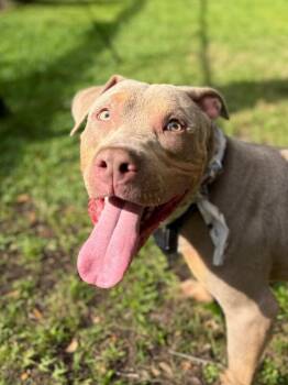 American Staffordshire Terrier Dogs Available for Adoption in Friendswood, Texas - Bear Buddy Heart | PetCurious