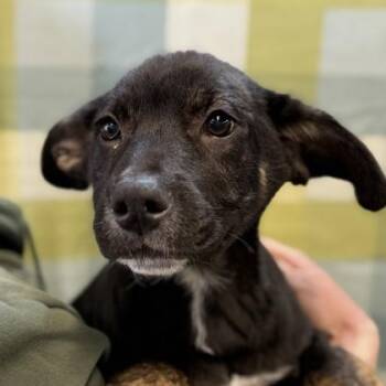 German Shepherd Dog Dogs Available for Adoption in Sacramento, California - Juniper  | PetCurious