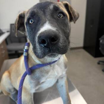 Mixed Breed Dogs Available for Adoption in Sand Springs, Oklahoma - Kong | PetCurious