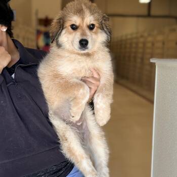 Great Pyrenees Dogs Available for Adoption in Chicago, Illinois - Apple | PetCurious