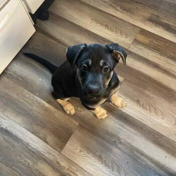 Shepherd Dogs Available for Adoption - Brendon | PetCurious