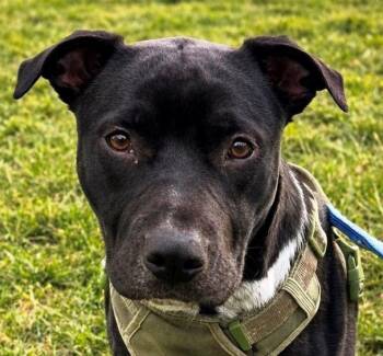 Mixed Breed Dogs Available for Adoption - Tyson | PetCurious