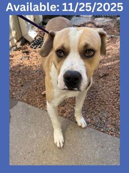 Rescue Pit Bull Terrier and Mixed Breed Dogs for Adoption in Greenville, Texas - Dog Kennel #29 | PetCurious