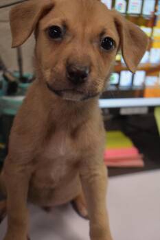 Labrador Retriever and Mixed Breed Dogs Available for Adoption in Pahrump, Nevada - Clooney (L576 P2) | PetCurious