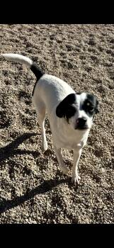 Rescue Chihuahua Dogs for Adoption in Clovis, New Mexico - Lady | PetCurious