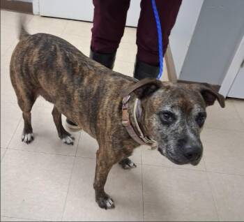 CECE -  Pit Bull Terrier and Mixed Breed Dog for Adoption in Killeen, Texas - CECE | PetCurious