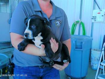 Pit Bull Terrier and Mixed Breed Dogs Available for Adoption in Oroville, California - EBONY | PetCurious