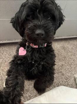 Miniature Poodle and Dachshund Dogs Available for Adoption in Lakewood Village, Texas - Zoe | PetCurious