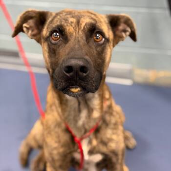 Rescue Mixed Breed Dogs for Adoption in Greensboro, North Carolina - Nugget | PetCurious