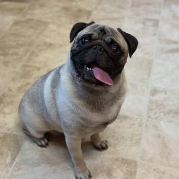 Gustavo -  Pug Dog for Adoption in Raleigh, North Carolina - Gustavo | PetCurious
