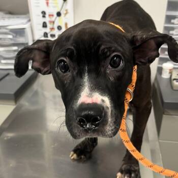 Whisper -  Pit Bull Terrier Dog for Adoption in Matteson, Illinois - Whisper | PetCurious