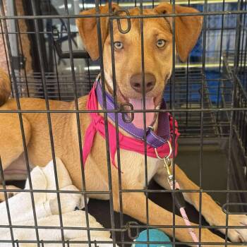 Rescue Mixed Breed and Shepherd Dogs for Adoption in Perryville, Arkansas - Abigail | PetCurious