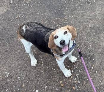 Thelma -  Hound and Mixed Breed Dog for Adoption in Richmond, Virginia - Thelma | PetCurious