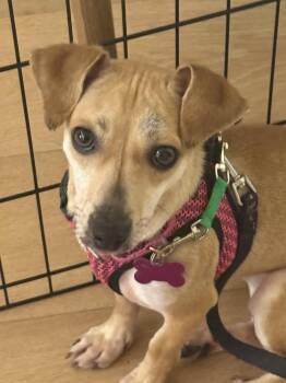 Biscoff -  Dachshund Dog for Adoption in Mundelein, Illinois - Biscoff | PetCurious